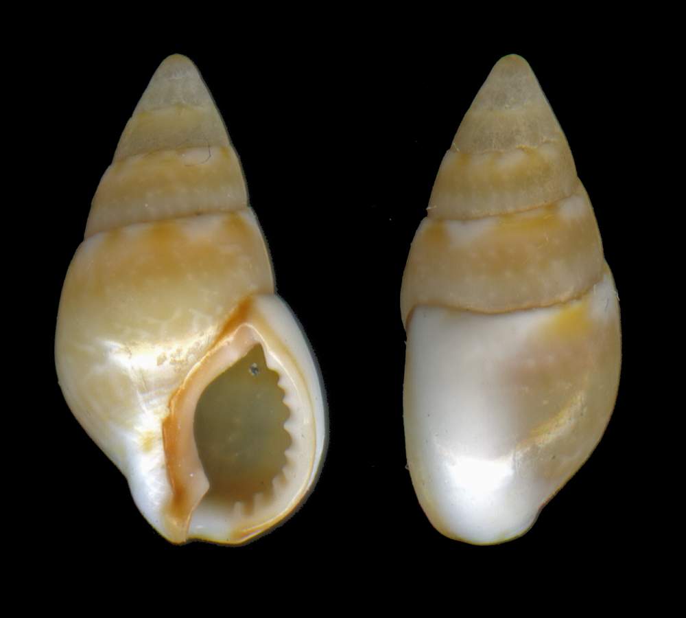 Nassarius (Gussonea) corniculus (Olivi, 1792) ?